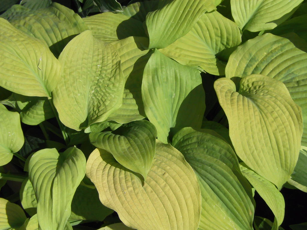 Hosta Hybride Piedmont Gold 01.jpg
